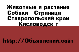 Животные и растения Собаки - Страница 7 . Ставропольский край,Кисловодск г.